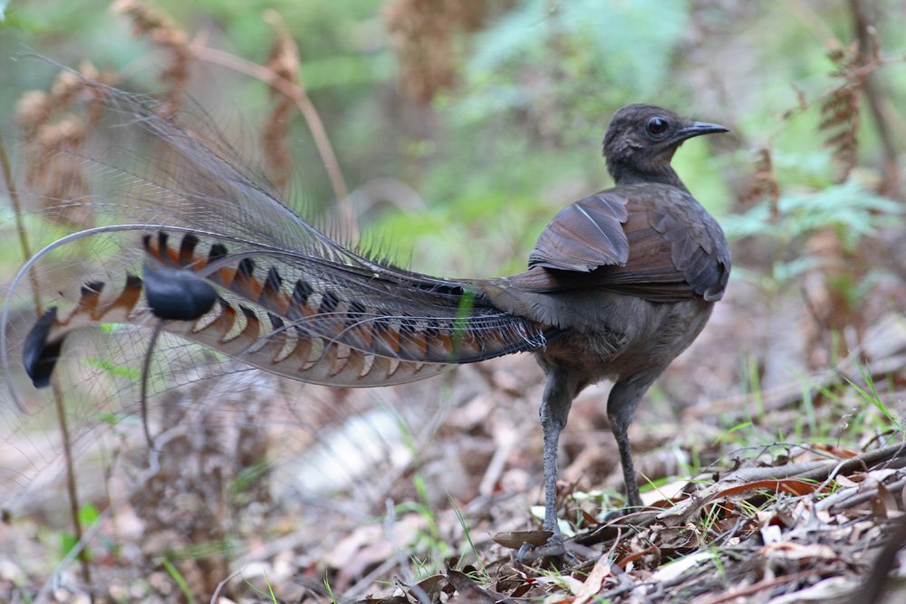 how-you-can-help-lyrebirds-after-the-fires-birds-in-backyards